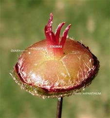  Pistil + Hypanthium